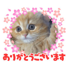 Saya_20210602205033