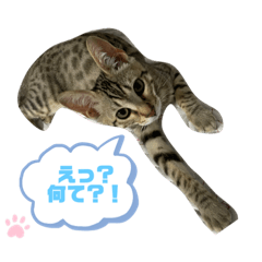 RISA_20210602220807