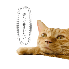 わりと使いやすい猫