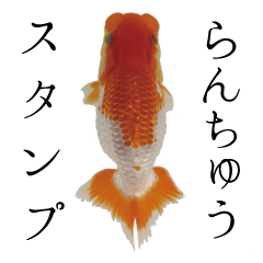 The eight stickers of lionhead goldfish
