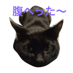 Cat myu sticker1