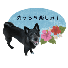 soraluna__coton sticker