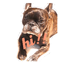 Goemon of french bulldog