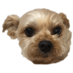 nanami_20210602214931