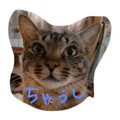 Cats everyday
