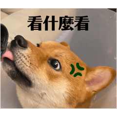 多多是可愛小狗狗