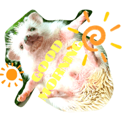 ハリネズミ Lineクリエイターズスタンプまとめ Stamplist ハリネズミ Lineクリエイターズスタンプまとめ Stamplist