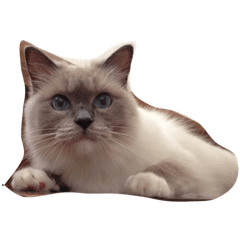 neko no chiffon.