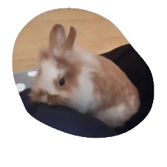 moka Rabbit kawaii