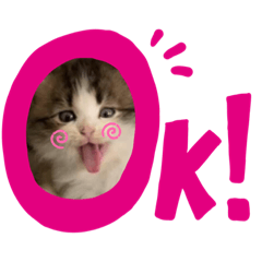 Sushicat_20210602145414