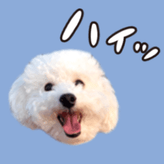 感情表現スタンプ 白トイプードル Line スタンプ Line Store 感情表現スタンプ 白トイプードル Line スタンプ Line Store