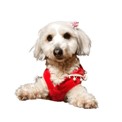 実家の犬 Line スタンプ Line Store 実家の犬 Line スタンプ Line Store