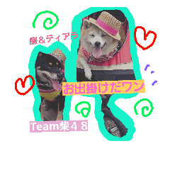 team柴４８ no.1