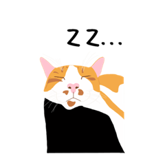 要來我家看貓嗎