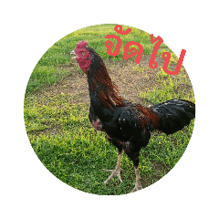 Lovechicken