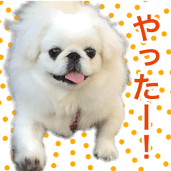 トリミングサロン選びを失敗したお話 ペキニーズ キニナル スイカ トリミングサロン選びを失敗したお話 ペキニーズ キニナル スイカ