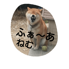 kote shiba dog
