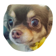 kinako dog stamp
