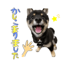 mameshiba suzu