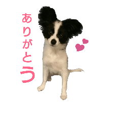 パピヨン犬 白黒 Line スタンプ Line Store