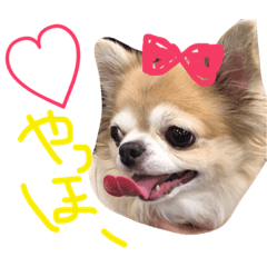 Coco-chan of Chihuahua