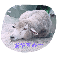 sheeps everyday jp ver