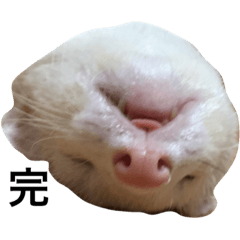 ferret's
