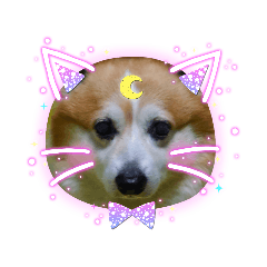 コーギー Lineクリエイターズスタンプまとめ Stamplist コーギー Lineクリエイターズスタンプまとめ Stamplist