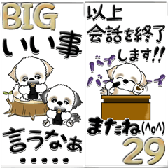 【Big】シーズー犬29