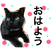 cat a greeting
