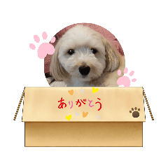 cocoa_20210603225938