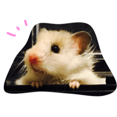 hamster-1