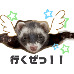 ferret_yato