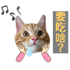 橘子老爺的日常