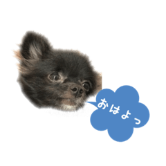 オレオ&ペコのつぶやきスタンプ