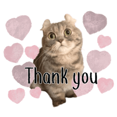 minraichi__coton sticker