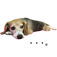 deppa beagle