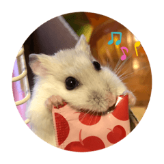 happy hamstereveryday!