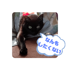 nyanyanyan_20210604121245