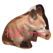 Shibaken.
