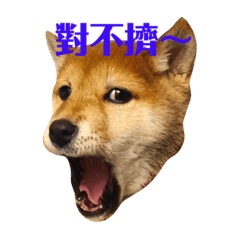 shiba_taco