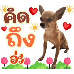 saikrok the dog