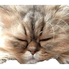 kaito_20210604163556