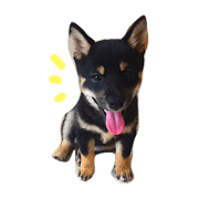 MAME SHIBA ZARAME