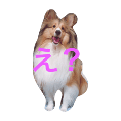chocochipcookie