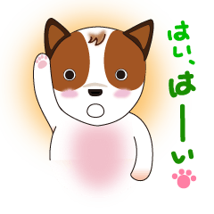 Jack Russell Terrier (Kinako)