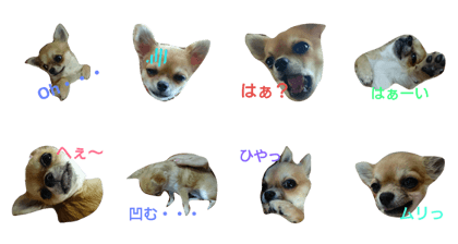 l love Chihuahua 2. l love Chihuahua 2.