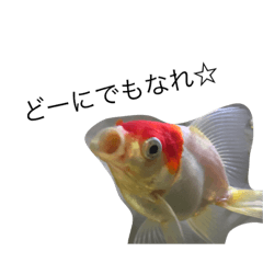 Redcap Oranda and Bullish attitude