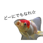 Redcap Oranda and Bullish attitude Redcap Oranda and Bullish attitude