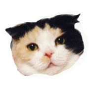 hanachankuumomota hanachankuumomota